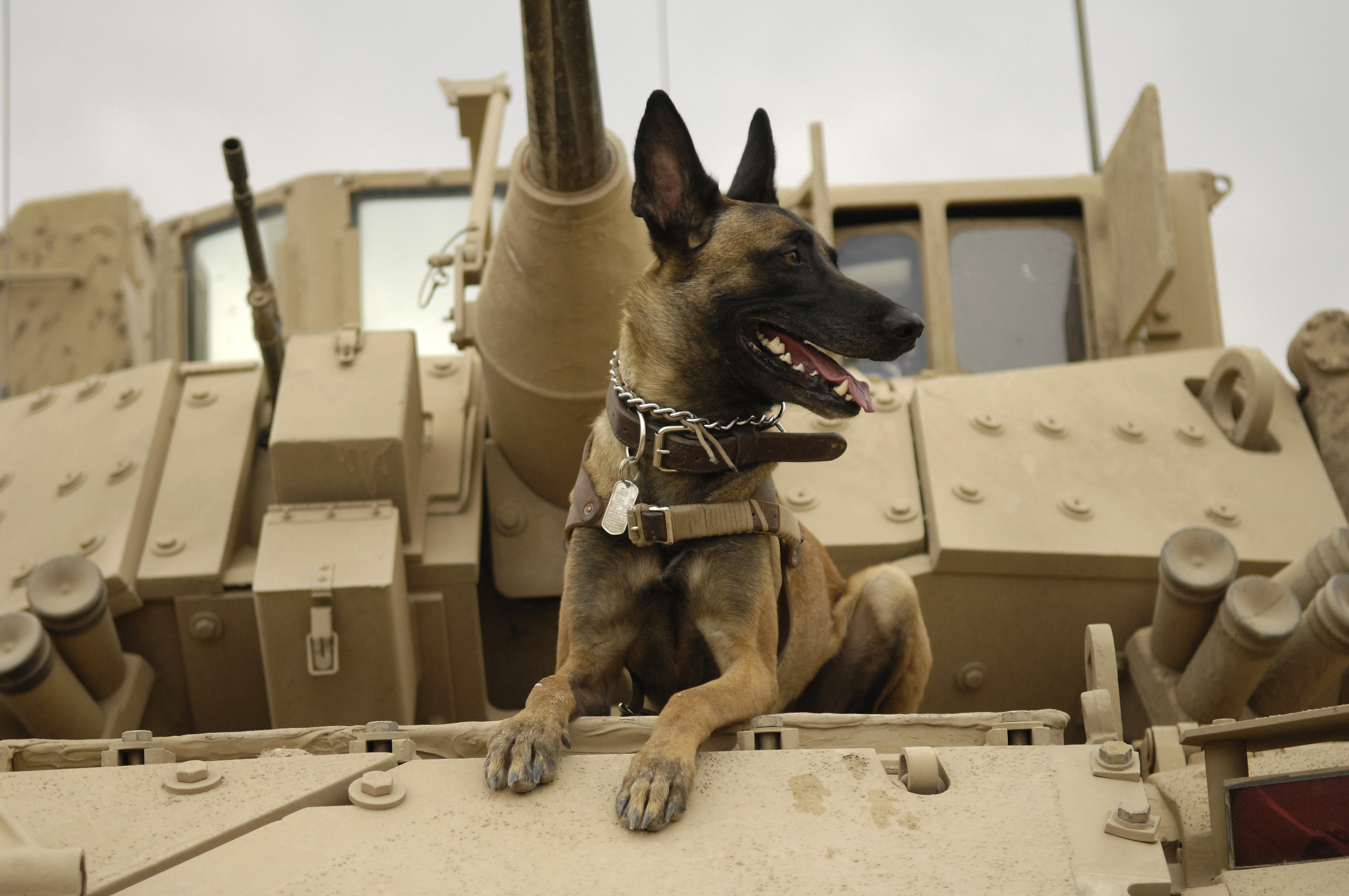 We thought today was VETERINARIANS Day and planned a whole thing, so Happy Veterans Day SPECIFICALLY to all veterans who served in a 64_ or 68T role!