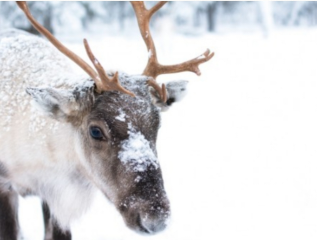 Explosive interview with Donner exposes tensions among sleigh team, rampant anti-red-nose sentiment